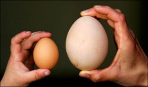 Яйце вагою 149 грамів на птахофабриці селища Якор у Казахстані тримають у холодильнику, щоб на нього могли подивитися всі охочі