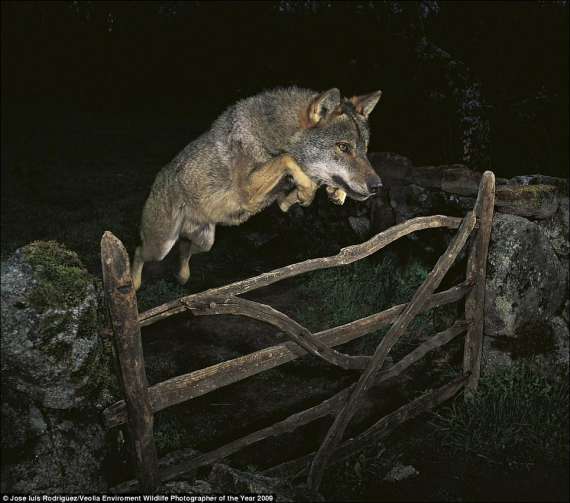 Коли іберійський вовк стрибає через паркан, в його очах прочитується цілеспрямованість, адже смачна їжа поруч
