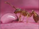Андраш Месарош на потужний зум-об&#39;єктив сфотографував, як червона мураха п&#39;є з дощової краплі балансуючи на квітці мальви
