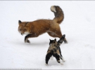 Фотограф Ігор Спіленок спіймав у кадр хороброго кота, який охороняє свою територію від лисиці в три рази більшої від нього