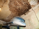Під обваленою стелею  Андрій Стрілець почепив надувного дельфіна. Щоб вода не капала на голову, комунальники обшили стелю клейонкою, але це не допомагає