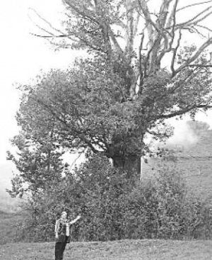 Любов Метенько із села Плав’є Свалявського району Закарпаття показує сухий дуб, що ожив