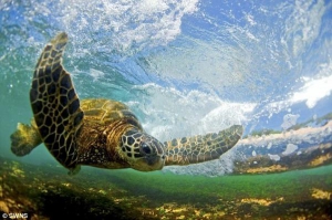 Американський фотограф Кларк Літл, 40 років, сфотографував цю черепаху біля узбережжя Гавайських островів. Тварина грілася на березі, за кілька годин вирушила додому