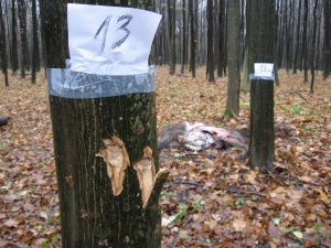 На місці полювання на деревах скотчем наклеєні папірці з номерами. Під №13 у корі дві дірки від шроту