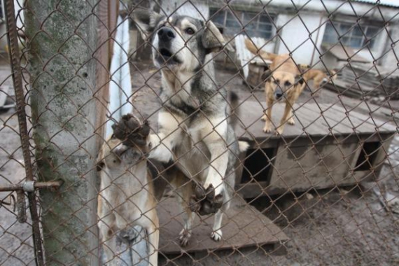 Притулок для тварин у селищі міського типу Гостомель на Київщині Ася Серпинська відкрила сім років тому. Собаки живуть у вольєрах, загороджених сіткою.  Двадцять найспокійніших псів бігають по подвір’ю