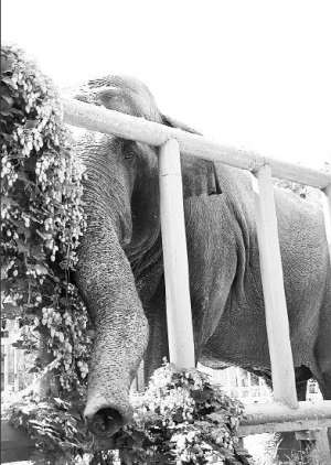 Київський слон Бой став спокійнішим після того, як схуд на півтонни