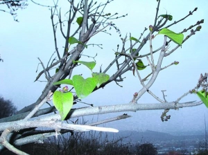 На кущі бузку неподалік від Білої альтанки в Полтаві набубнявіли бруньки і розпустилося листя