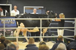 Корову голштинской породы трехлетнюю Мисси демонстрируют на сельскохозяйственной ярмарке в Торонто. За сутки она дает до 65 килограммов молока