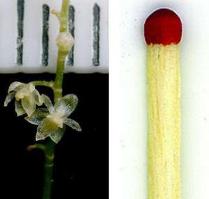 Цветок орхидеи по размеру приблизительно как головка спички. Такой вид нашли в Эквадоре