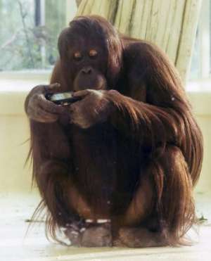 Орангутанг Ноня з Віденського зоопарку фотографує інших мавп, свою клітку. Її знімки працівники зоопарку викладають у Інтернеті. Фотоапарат одягли в чохол, щоб захистити від зубів і ударів