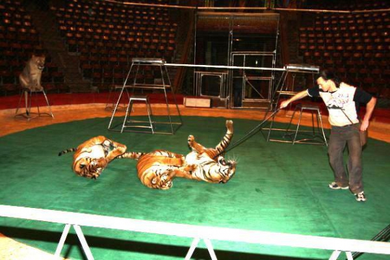 Дресирувальник Микола Козирєв працює з трьома тигрицями на манежі столичного цирку. ”До тигрів-самців вони ревнують, а левів бояться”, — каже Микола
