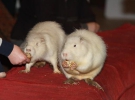 Скунси Сєня і Вєня їдять сухарики після закінчення репетиції. Під час виступу вони крутять подвійний барабан і бігають по манежу