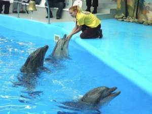 Працівниця донецького дельфінарію обіймає дельфіна, хвалить його за виступ