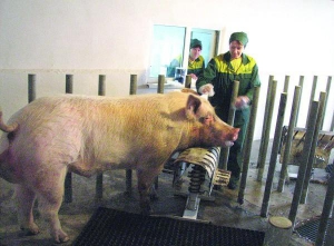 Работница свинофермы в Крупском Золотоношского района Лилия Басараб гладит самого большого кабана Малыша. Он весит 400 килограммов