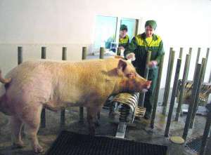 Работница свинофермы в Крупском Золотоношского района Лилия Басараб гладит самого большого кабана Малыша. Он весит 400 килограммов