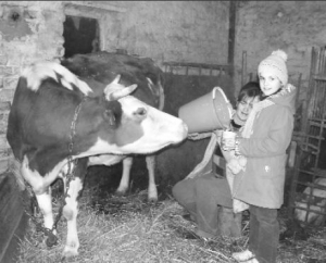 Наталя Слободянюк із села Лукашівка Літинського району Вінниччини тримає дві корови. Тепер доїться одна. Свіже молоко любить пити донька, третьокласниця Юля. Молочні продукти Слободянюк продає в обласному центрі. Бо здавати заготівельникам невигідно