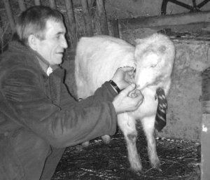 Михаил Диковец из села Нижнее Солотвино на Закарпатье кормит свою козу Милку сладостями. Говорит, от этого ее молоко вкуснее