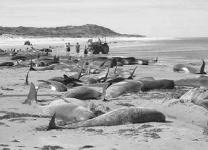 43 кита, которые выбросились на берег Новой Зеландии, удалось спасти, остальные погибли. Киты заплывают на сушу, если вожак болен или потерял ориентир