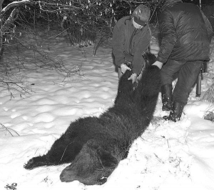 Польские охотники тянут усыпленную снотворным медведицу в городе Перемышль. Животное отправили в Бершадский лес, на границе Украины и Польши