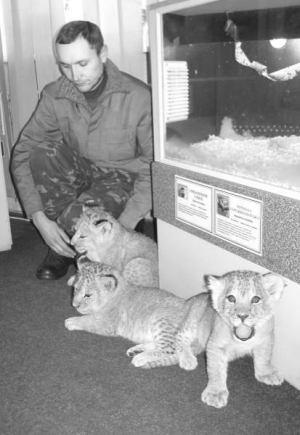 Заведующий сектором хищных животных Ривненского зоопарка Андрей Трохимчук играется с львятами Саидом, Корой и Лорой. Животные ежедневно гуляют по акватеррариуму