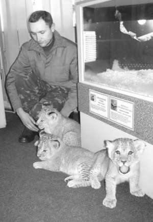 Заведующий сектором хищных животных Ривненского зоопарка Андрей Трохимчук играется с львятами Саидом, Корой и Лорой. Животные ежедневно гуляют по акватеррариуму