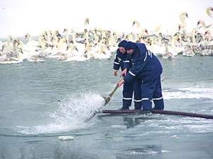 Спасатели перекачивают воду, чтобы растопить лед и расширить место для зимовки лебедей