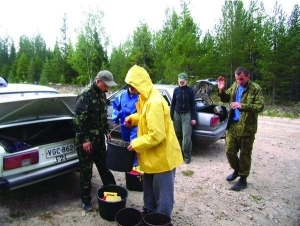 Українські заробітчани здають ягоду морошку. Збирали її в серпні 2009-го в лісі біля міста Раума у Фінляндії. Заготівельники платять один євро за кілограм ягоди