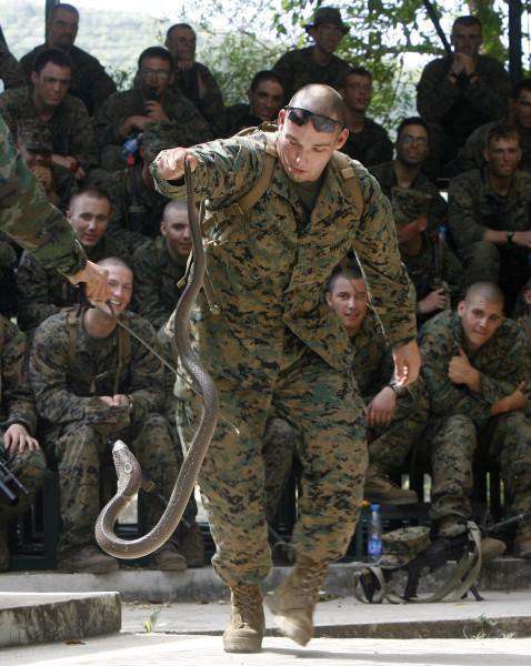 В Таиланде начались ежегодные военные игры "Золотая кобра". Солдат учат выживать в условиях джунглей, обходиться без привычной еды и воды. Американский солдат Эндрю Кларфилд держит за хвост полутораметровую змею. Ее нужно разрезать пополам и выпить кровь