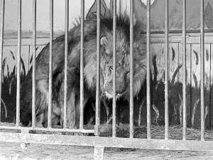 Лев Сімба у клітці пересувного зоопарку в місті Сіверськодонецьк на Луганщині, за кілька днів до відправлення тварини у Харків. У зоопарку на Луганщині живе 40 звірів, забрали лише лева, він найбільше постраждав від морозів і недоїдання