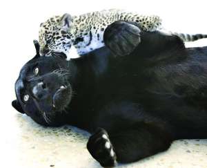 Самка ягуара Лоло со своим 2-месячным детенышем на первой прогулке перед посетителями зоопарка
