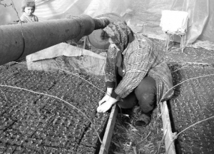 Ганна Ребрик із села Гребля на Закарпатті, вирощує на продаж капусту. В кінці зими її пікірує. Зліва — Павло, онук Ганни