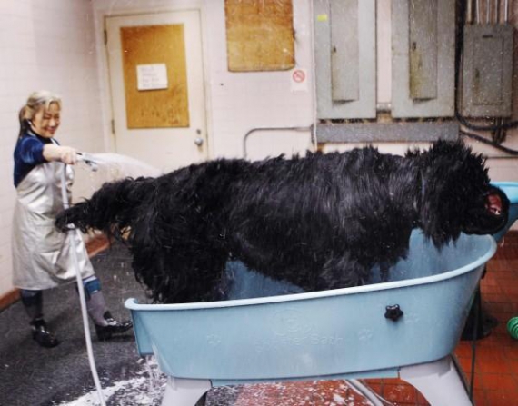 Пса породы ньюфаундленд моют в ванне перед конкурсом красоты среди собак ”Вестминстер Кеннел клаб дог-шоу” в Нью-Йорке. В нем приняло участие около 2,5 тысяч собак из 48 американских штатов