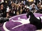Шотландский терьер Сэди позирует фотографам по окончании конкурса. Ему вручили корону и назвали самой красивой собакой Америки