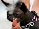 В прошлом году пес Арчи победил в конкурсе ”Омерзительное собачье пузо”