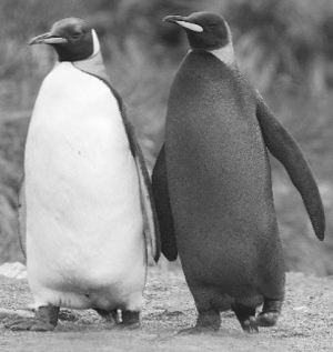 Британець Х’юґо Рос сфотографував двох пінгвінів, які йдуть узбережжям  острова Південна Георгія в Атлантичному океані. Пінгвін праворуч — увесь чорний, бо в його генах відбулася мутація