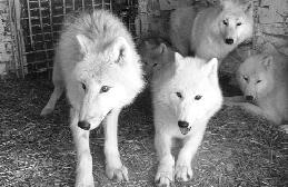 Полярні вовки в Рівненському зоопарку. У природі вони полюють на оленів, вівцебиків, птахів. Можуть ловити рибу