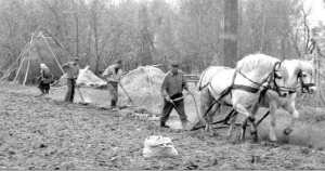 На Київщині чимало хто саджає картоплю кіньми. Так можна обробити велику площу. Але плугом зручно працювати тільки на рівному городі