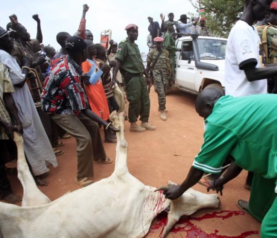 Чернокожие жители Судана  зарезали белого быка на митинге в поддержку президента Омара аль-Башира. 11 апреля в стране состоятся выборы главы государства и местных депутатов