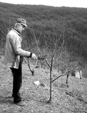 Фермер Дмитрий Боднарюк из города Виноградов на Закарпатье обрезает деревья персика. Сад у него высажен на 20 гектарах земли