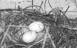 Голубка свила гнездо из проволочек на территории одного из донецких предприятий. Снесла два яйца
