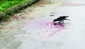 Ворона клюет остатки тела погибшей Елены Касаткиной на улице Островского в Чернигове 21 апреля. Нападающий отрубил женщине голову
