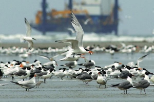 Птахи б’ються за рибу на атлантичному узбережжі біля Луїзіани. Із затонулої платформи на дні океану продовжує витікати нафта. Пляма збільшується і рухається Мексиканською затокою