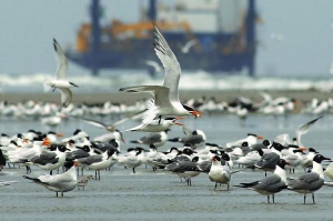 Птицы дерутся за рыбу на атлантическом побережье возле Луизианы. Из затонувшей платформы на дне океана продолжает вытекать нефть. Пятно увеличивается и движется по Мексиканскому заливу