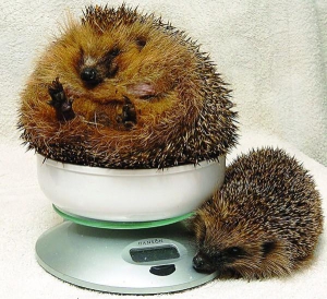 Британського їжака вагою 2,3 кілограма сфотографували на терезах у ветеринарному центрі допомоги дикій природі. Там його лікували від ожиріння