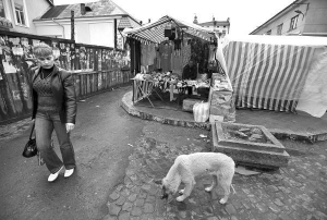 В Дрогобыче на Львовщине по улицами слоняются беспризорные собаки. Денег на их стерилизацию у города нет 