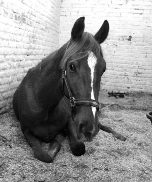 Трирічний кінь Граф породи російський рисак лежить у стайні столичного клубу верхової їзди ”Ідальго”. Його щойно нагодували сіном та яблуками. Найбільше він любить цукор