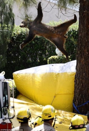 Бурий ведмідь падає з сосни на ранчо американця Вахтера неподалік Каліфорнії. Щоб зняти тварину з дерева, пожежники вистрелили у неї снодійним