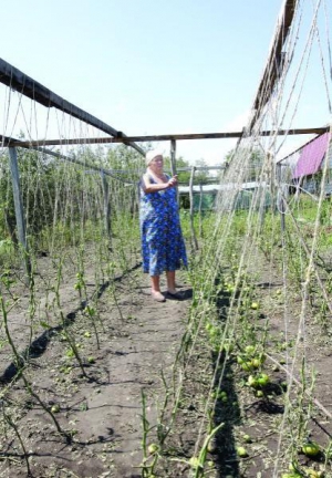 Ольга Висовень із села Лука під Києвом стоїть біля грядки помідорів на своєму городі. Листя нема — оббило градом, недостиглі овочі валяються на землі