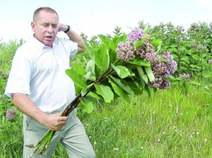 Иван Надтока, государственный инспектор по карантину растений в Полтавской области, срывает ваточник недалеко от трассы Великая  Богачка – Гоголево возле поля, засаженного кукурузой