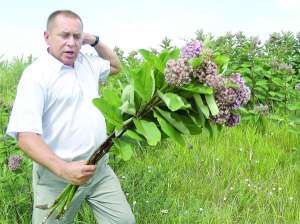 Иван Надтока, государственный инспектор по карантину растений в Полтавской области, срывает ваточник недалеко от трассы Великая  Богачка – Гоголево возле поля, засаженного кукурузой